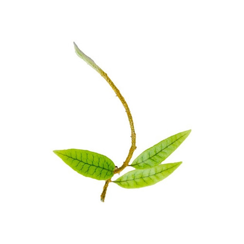 Microgramma lycopodioides