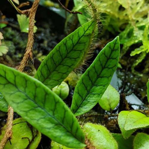 Microgramma tecta - GLASS BOX TROPICALS