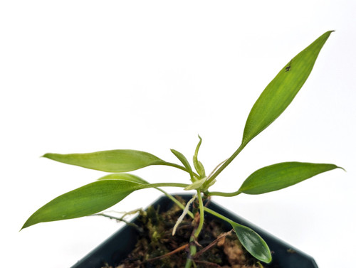 Philodendron Mini Midget Philodendron Mini Midget