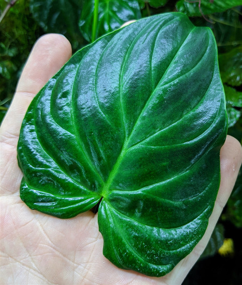 Philodendron verrucosum 'Mini'