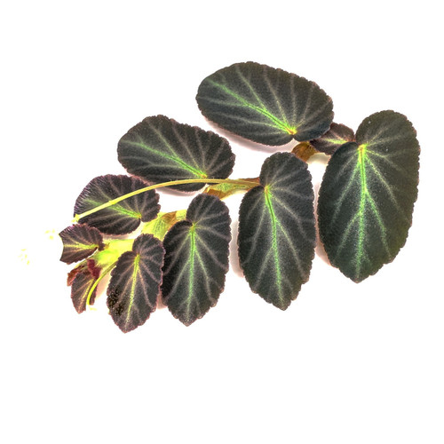 Begonia thelmae