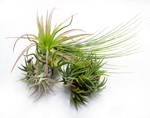 Plants By Genus - T-V - Tillandsia - GLASS BOX TROPICALS