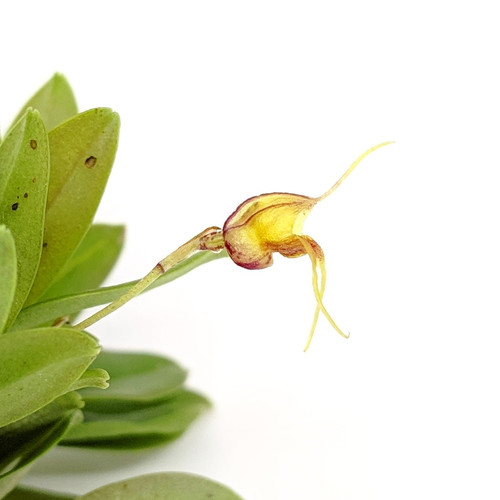 Masdevallia bucculenta