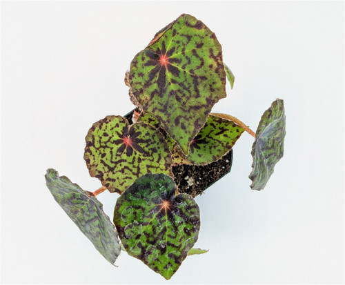 Begonia 'Red Planet'
