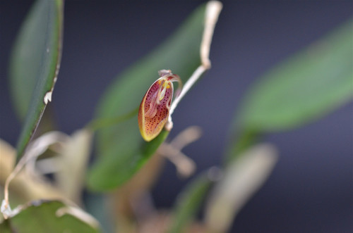 Restrepia cymbula Restrepia cymbula