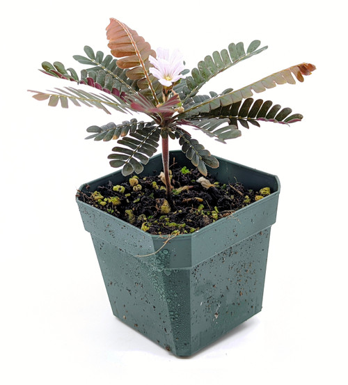 Elaphoglossum sp. Ecuador