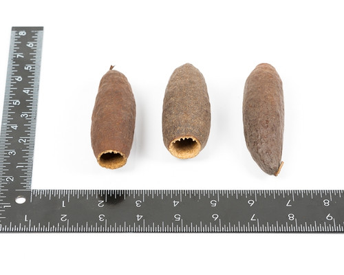 Trumpet Pod Trumpet Pod