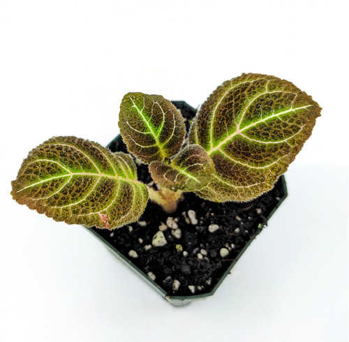Plants By Genus - O-P - Pearcea - GLASS BOX TROPICALS
