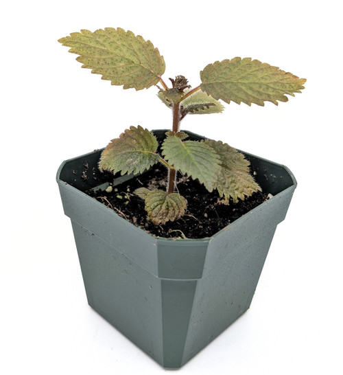 Plants By Genus - D-E - Diastema - GLASS BOX TROPICALS