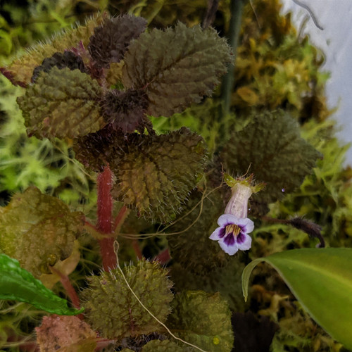 Plants By Genus - D-E - Diastema - GLASS BOX TROPICALS