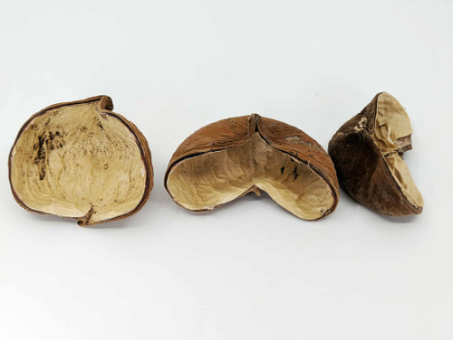 Velvet Nut Pod - Striculia Pod