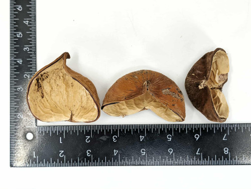 Velvet Nut Pod - Striculia Pod