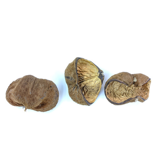 Velvet Nut Pod - Striculia Pod