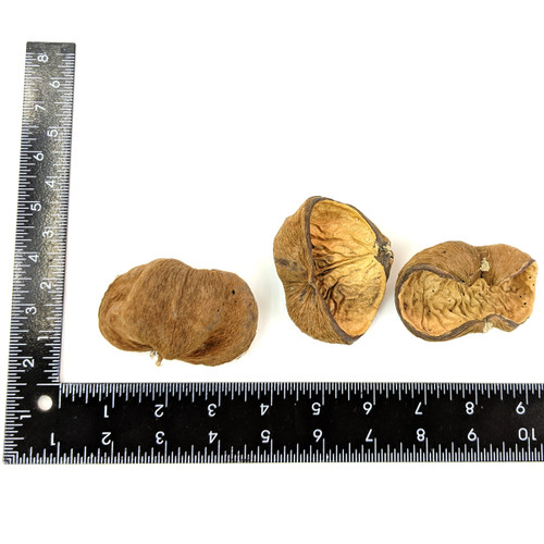 Velvet Nut Pod - Striculia Pod