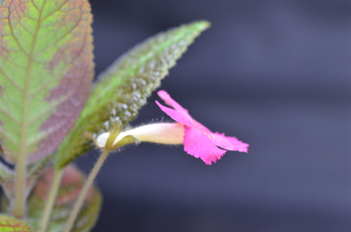 Episcia cupreata 'Brazil'