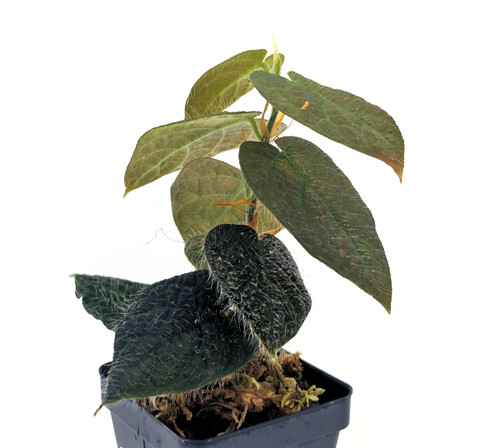 Ficus villosa Ficus villosa