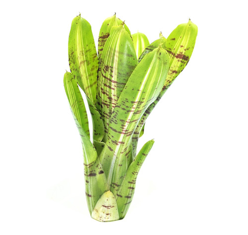 Neoregelia 'Horsefeathers'