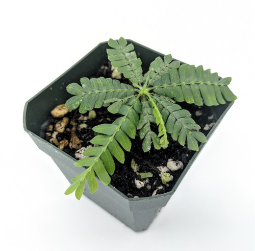 Biophytum sp. Lime Biophytum sp. Lime