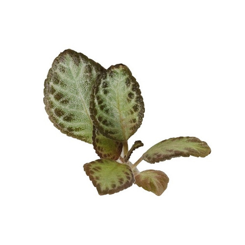 Episcia 'Silver Skies'