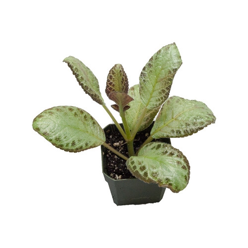 Episcia 'Silver Skies'