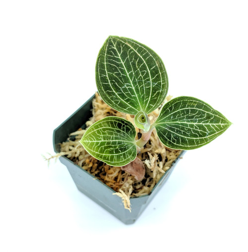 Glass Box Tropicals Anoectochilus Charlotte's Web