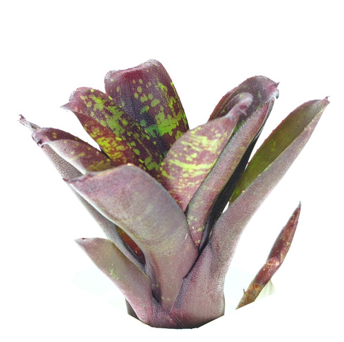 Neoregelia 'Dartanion'