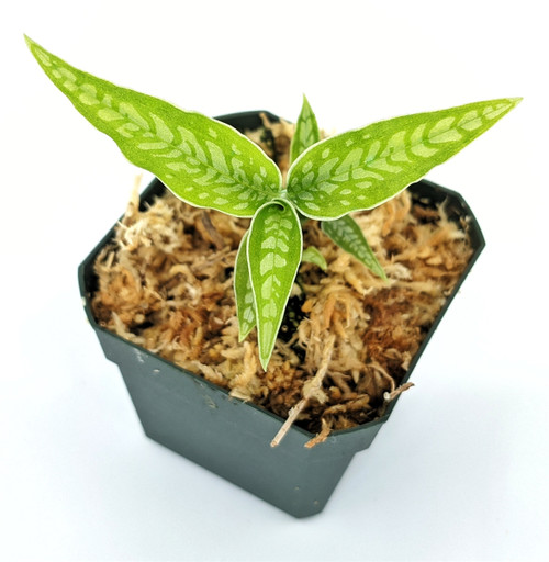 Aspidogyne querceticola