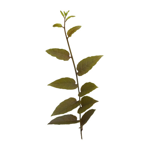 Solanum cf. evolvulifolium Solanum cf. evolvulifolium