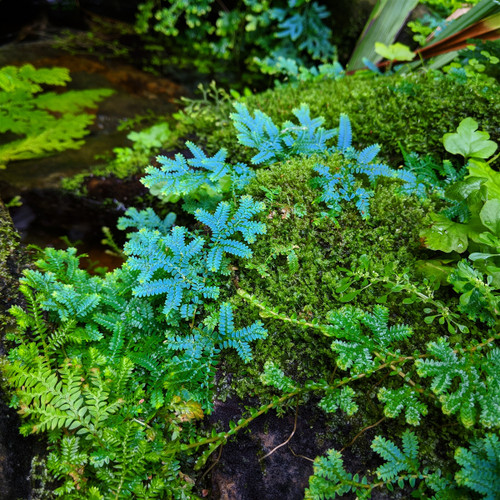 Selaginella uncinata