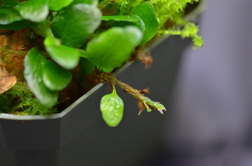 Microgramma tecta - GLASS BOX TROPICALS
