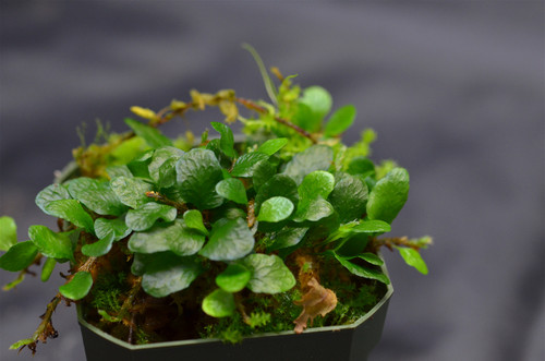 Plants By Genus - M-N - Microgramma - GLASS BOX TROPICALS