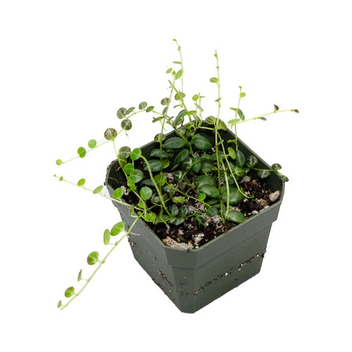 Peperomia prostrata Peperomia prostrata