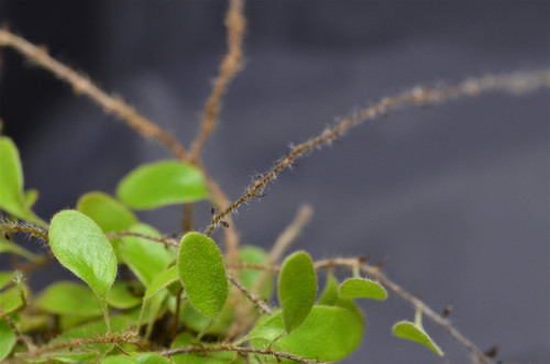 Pyrrosia nummularifolia Pyrrosia nummularifolia