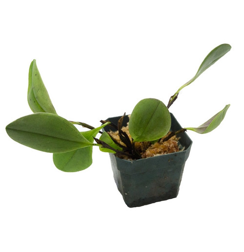 Plants By Genus - W-Z - GLASS BOX TROPICALS