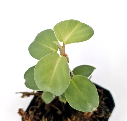 Philodendron 'Small Silver' Philodendron 'Small Silver'