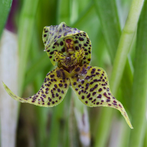 Dryadella simula Dryadella simula