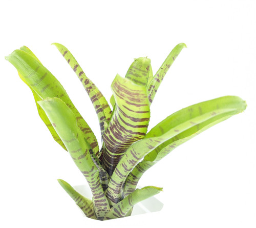 Neoregelia 'Dim Sum'