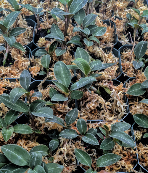 Ludisia discolor var. Nigrescens