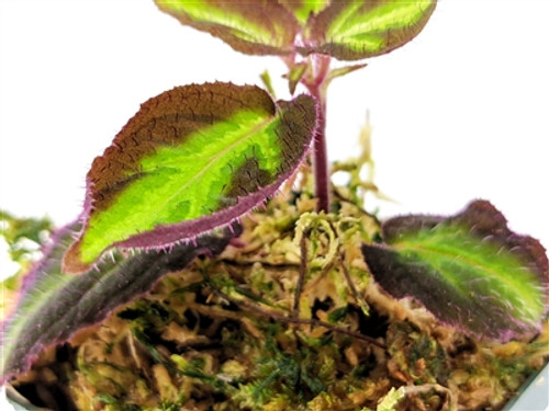 Sonerila aff. pulchella Sonerila aff. pulchella