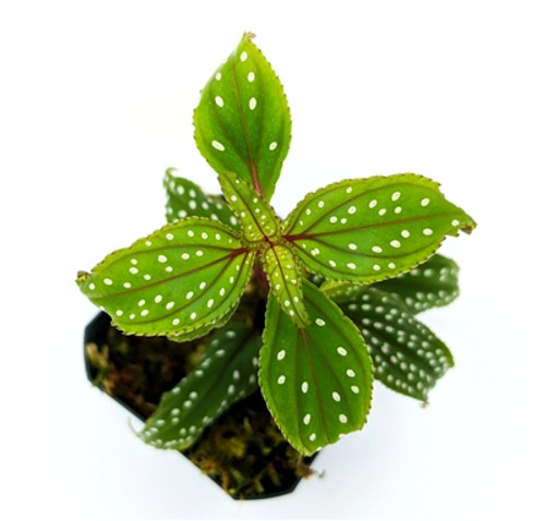 Sonerila aff. heterostamon Sonerila aff. heterostamon