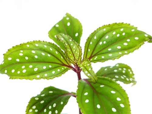 Sonerila aff. heterostamon Sonerila aff. heterostamon