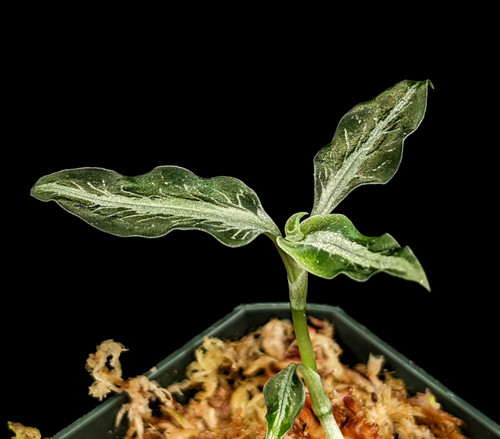 Aspidogyne argentea Aspidogyne argentea