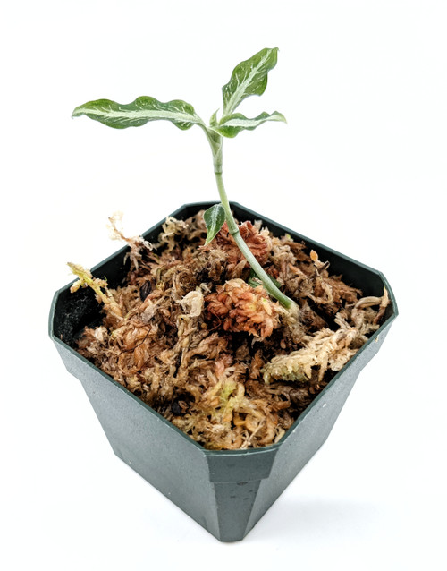 Aspidogyne argentea Aspidogyne argentea