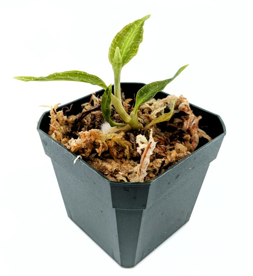 Goodyera malipoensis