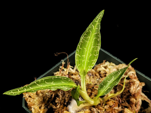 Goodyera malipoensis