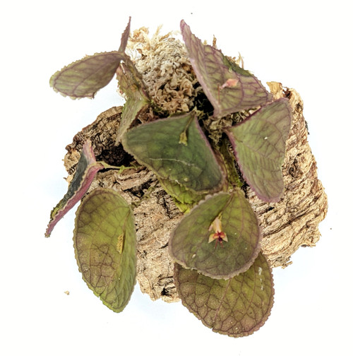 Lepanthes tentaculata