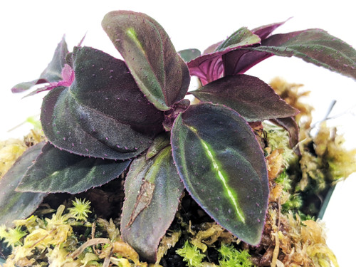 Sonerila sp.  Dark Night Sonerila sp.  Dark Night