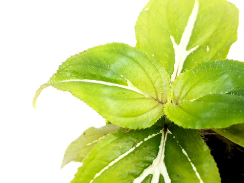 Sonerila sp. Green and White