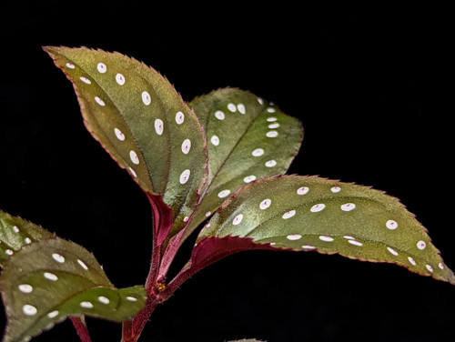 Sonerila sp. Red Sonerila sp. Red