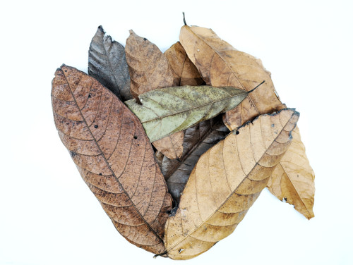 Peruvian Jungle Copoazu Leaf Litter